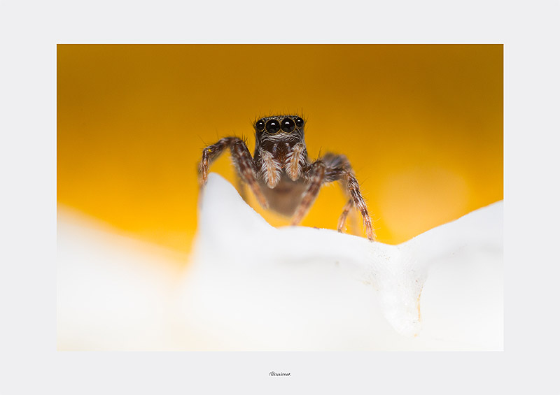 Présentement_4459.800px.Rassioner.jpg