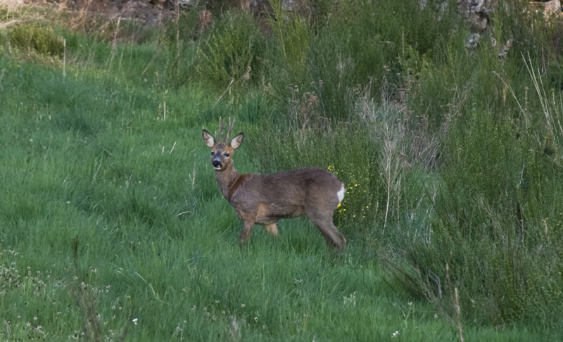 DSC_013.jpg