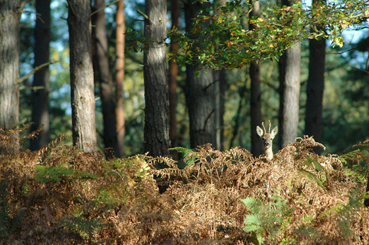 DSC_0062.jpg rectifiÃ©e.jpg