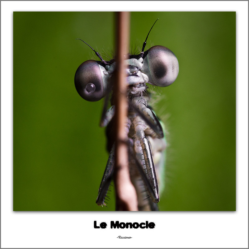 Le monocle_0693.800px.Rassioner.jpg