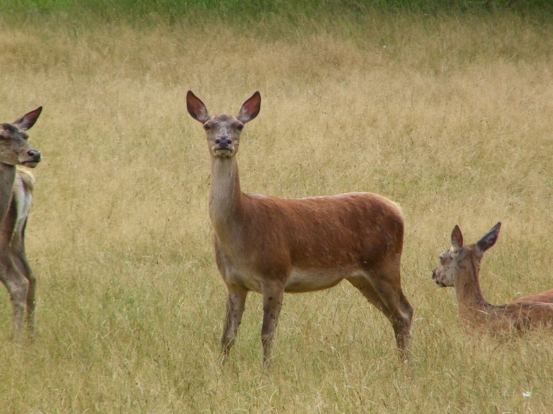 Juillet 387.jpg