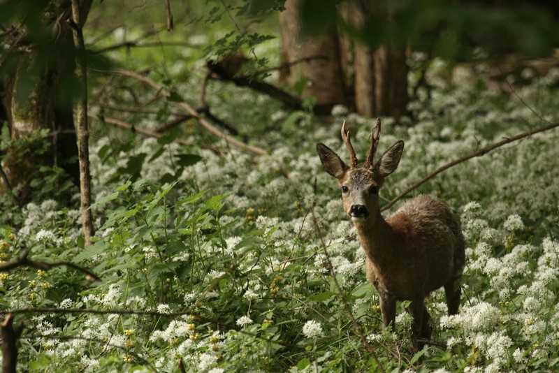 Illdwald I&N 001.jpg