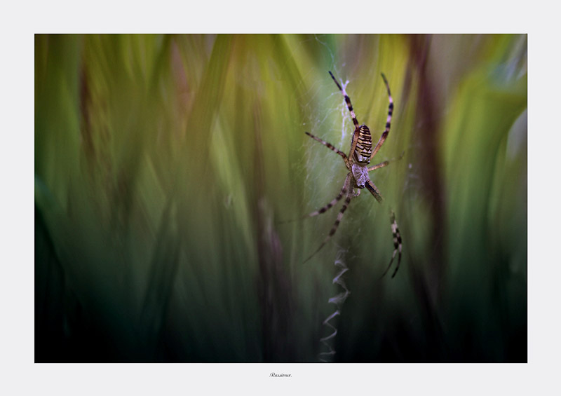 vers le coté sombre_8910.800px.Rassioner..jpg