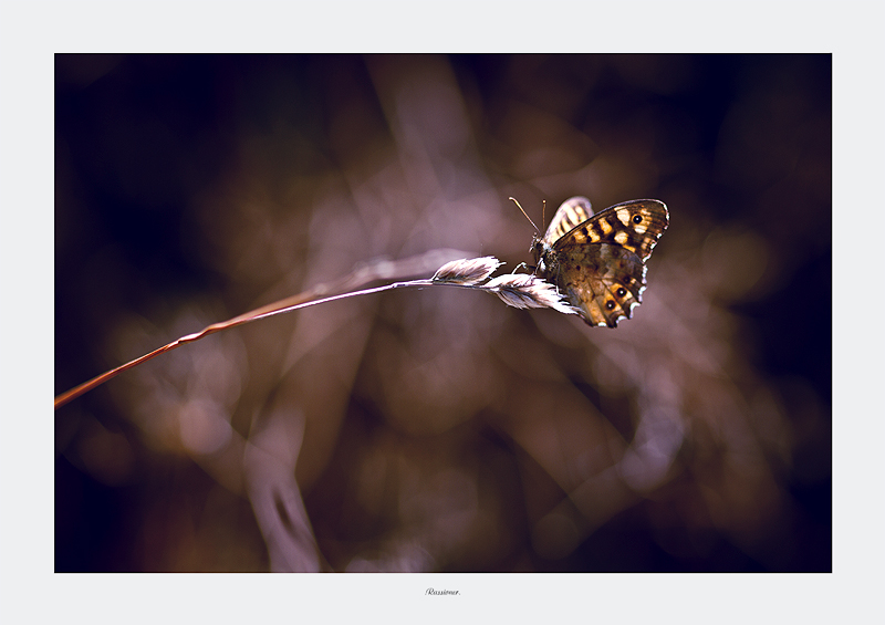 Wild fire_5360.800px.Rassioner..jpg