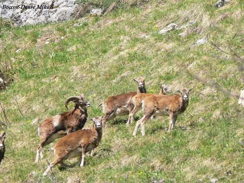 mouflon24.jpg
