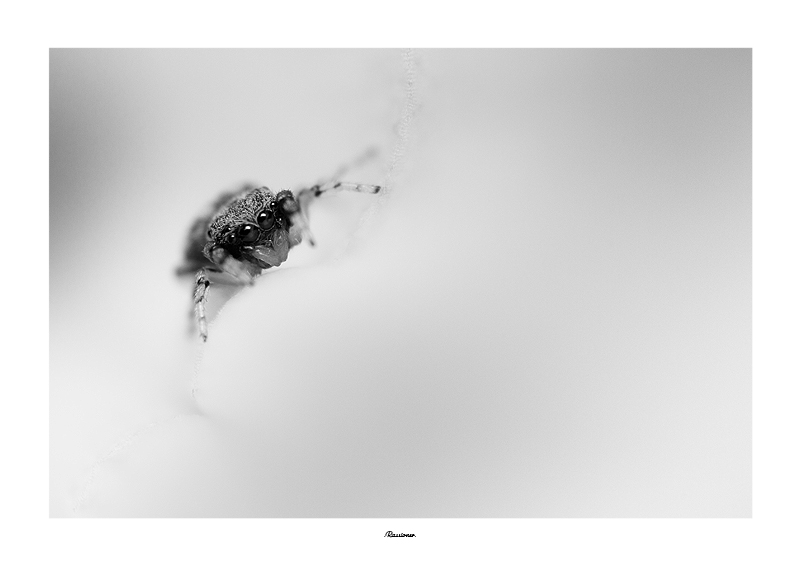 Krusty the smudge.NB_5632.800px.Rassioner..jpg
