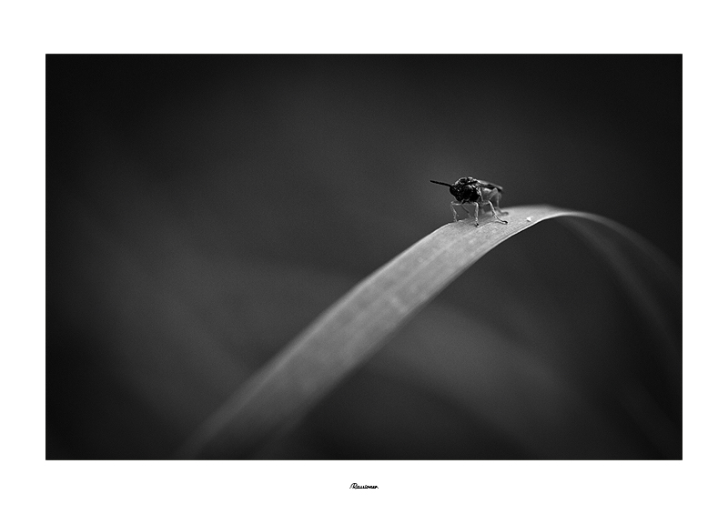'arche.NB_1373.800px.Rassioner..jpg