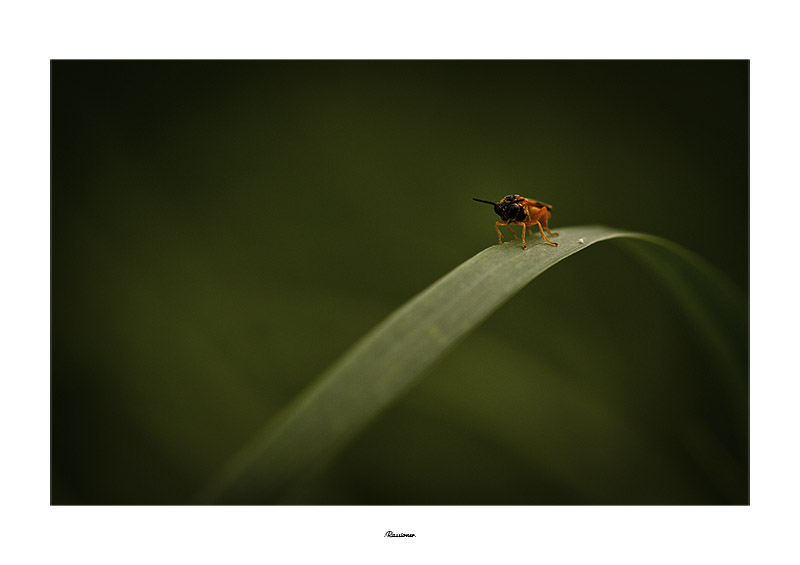'arche_1373.800px.Rassioner..jpg