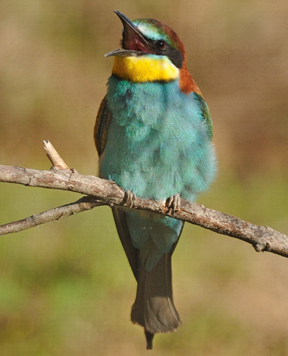 MEROPS_57.jpg