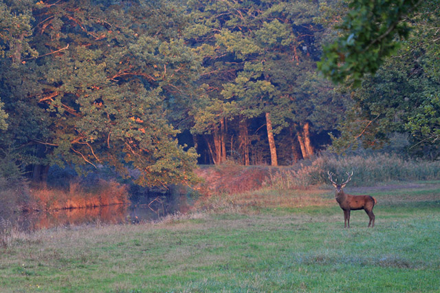 IMG_4396red_modifié-2.jpg