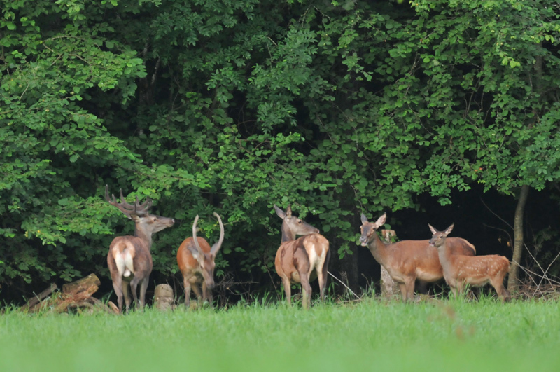 DSC_4434-copie.jpg