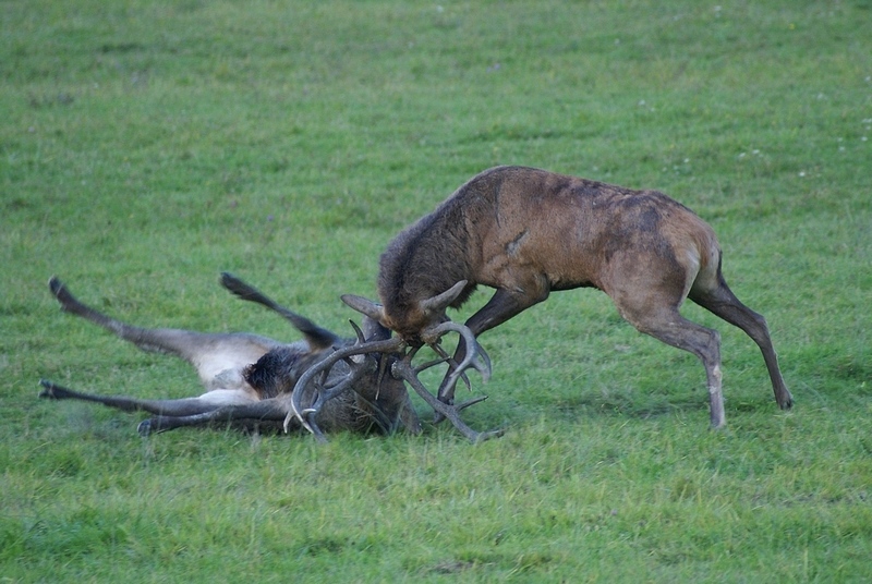 cerf n°4.jpg