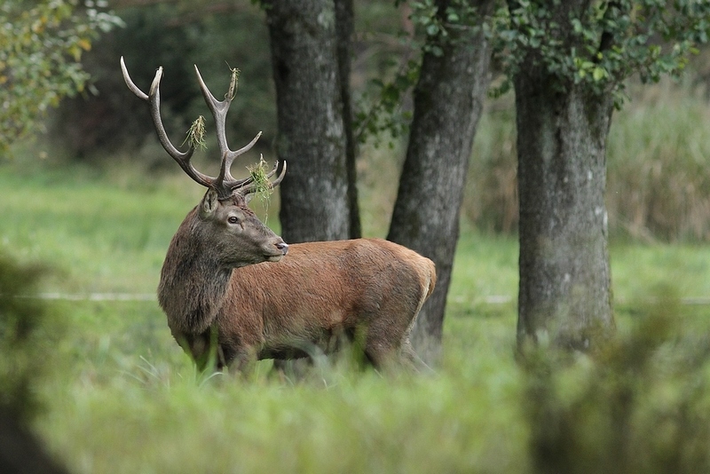 Cerf n°3f.jpg
