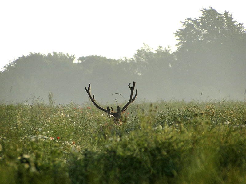 cerf1.jpg