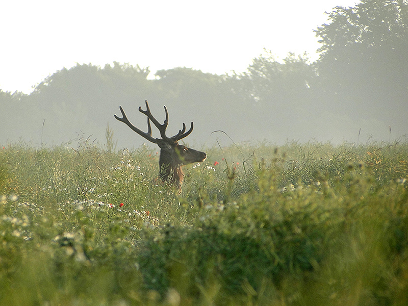 cerf.jpg