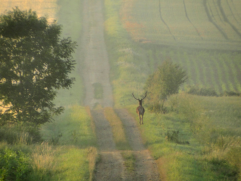 cerf2.jpg