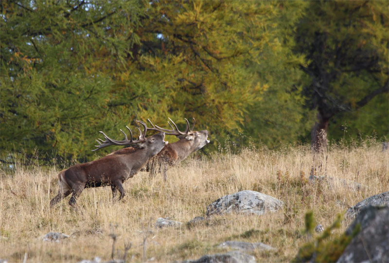 rut-du-cerf-02.10.10-41.jpg