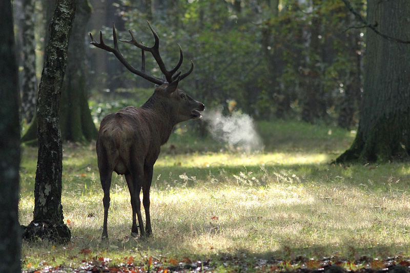 cerf_in.jpg