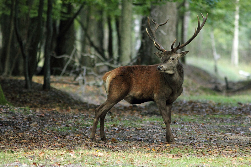 cerf_1_in.jpg