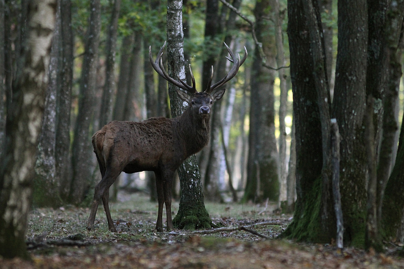 cerf_2_in.jpg