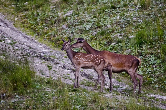 DSC_0817.JPG