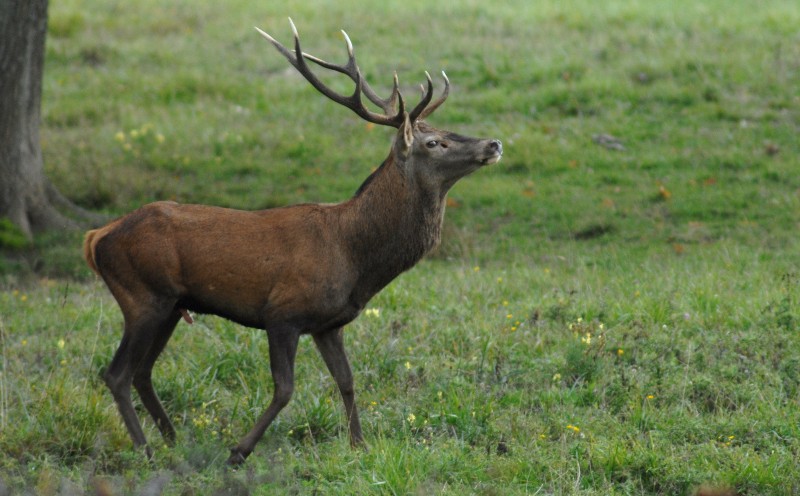 cerf21.jpg