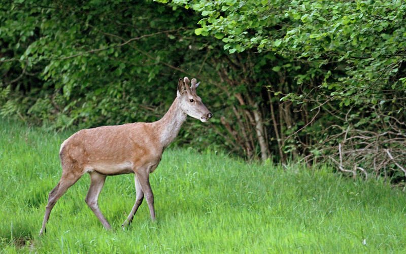 Oiseaux+cerf de Goetzenbruck du 25 Mai 2010 017 (2).jpg