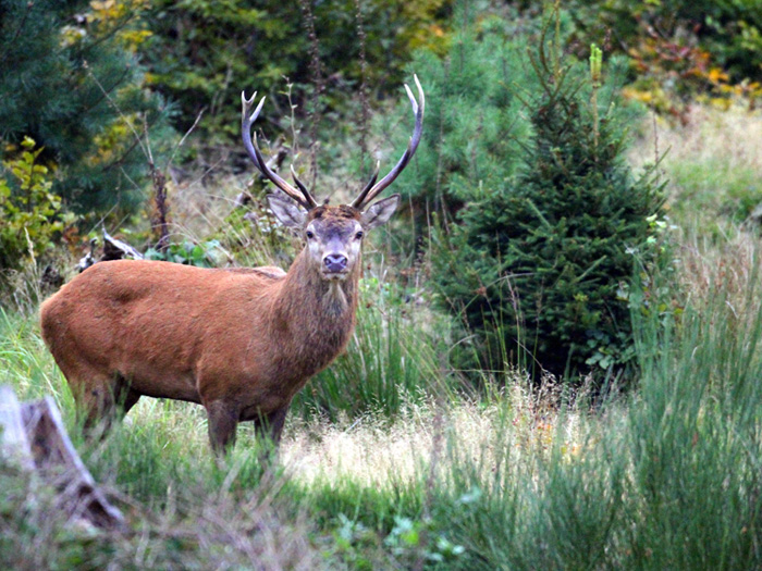 les cerfs de la petite Pierre.28 Septembre 2010 013 (2).jpg