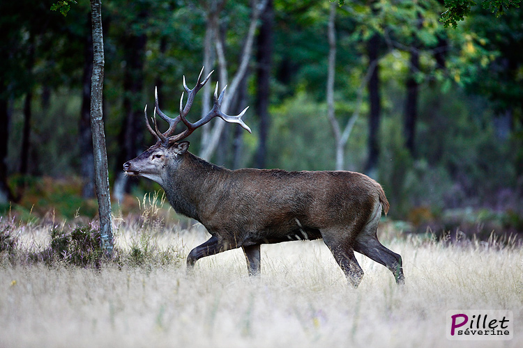 Cerf1.jpg