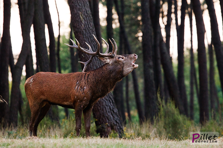 Cerf2.jpg