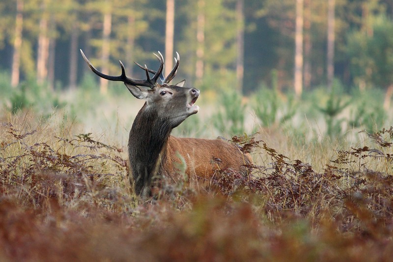 Cerf dix cors.JPG