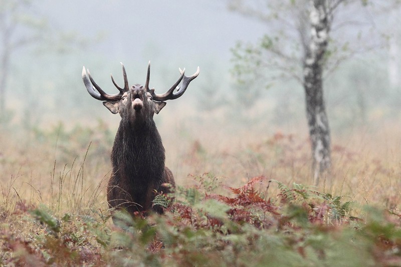 Cerf onze cors.jpg