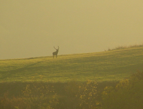 Cerf soleil couchant I&N 1.JPG