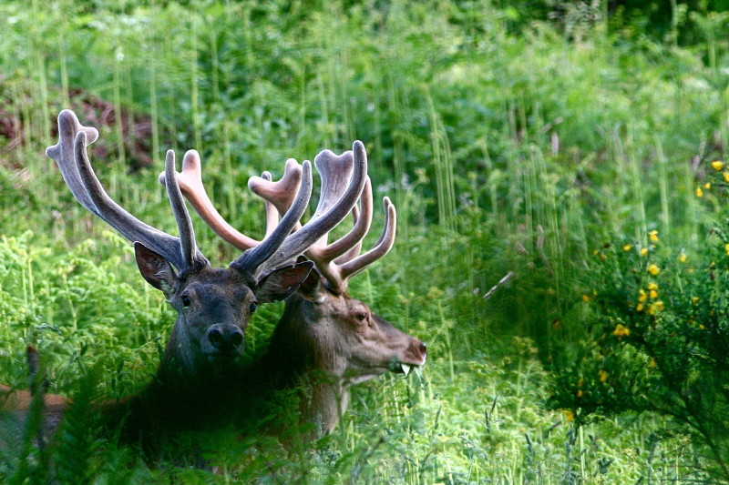 Deux frères_6_1.jpg