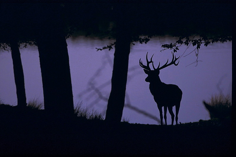 Contre jour_5_1.JPG