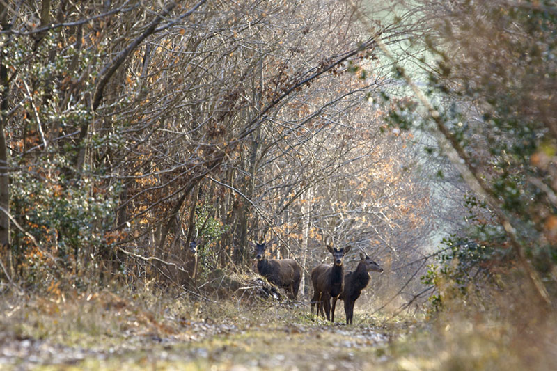 Cerf-09-03-02-1800-b.jpg