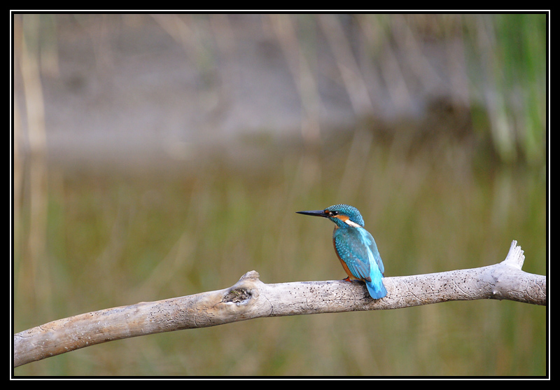 DSC00956-lr1.jpg