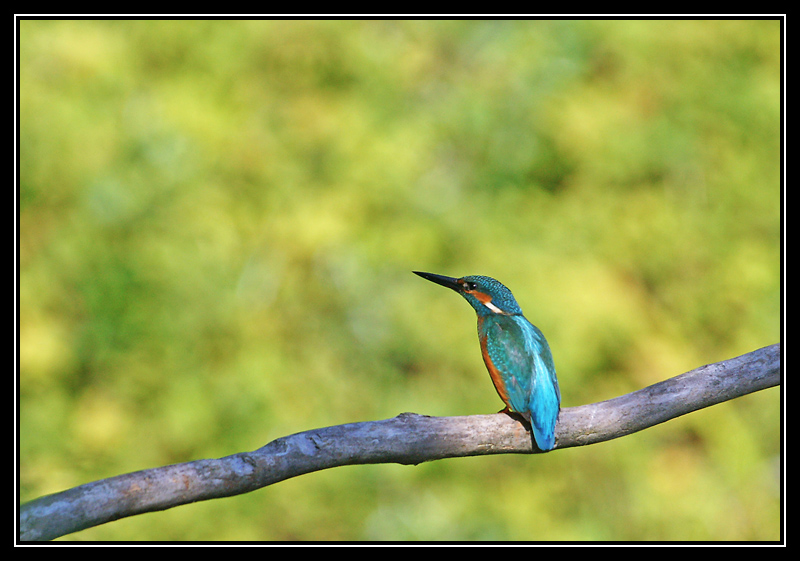 DSC00978-lr1.jpg