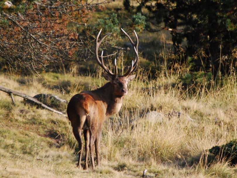 cerf dix cors..jpg