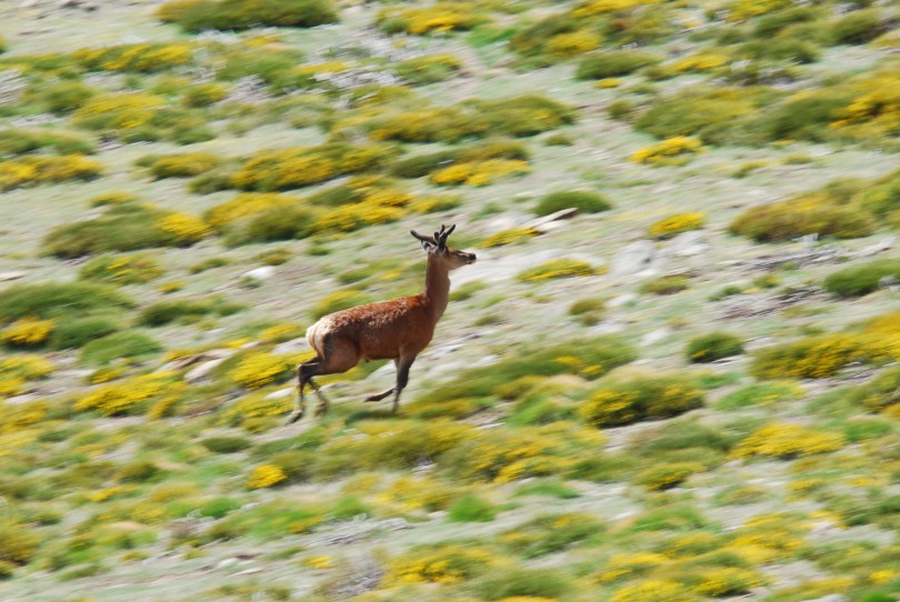 cerf velour..jpg