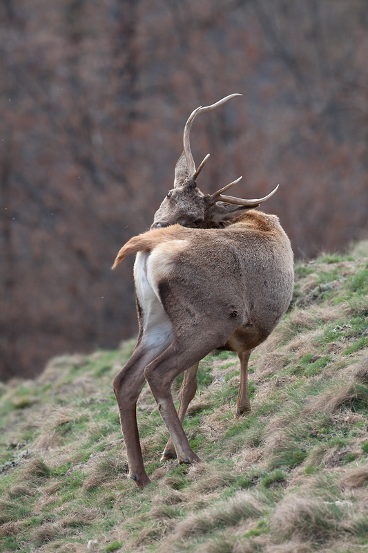 cerf_6cors-4.jpg