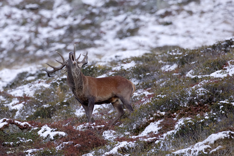 cerf_14cors-21.jpg