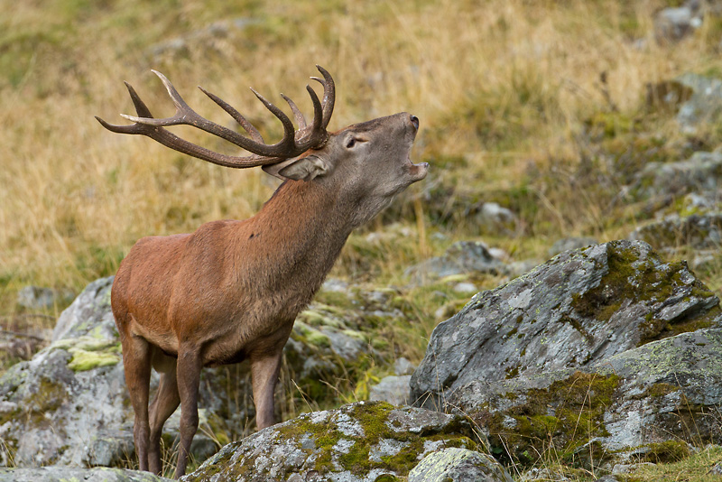 cerf_10cors-91.jpg