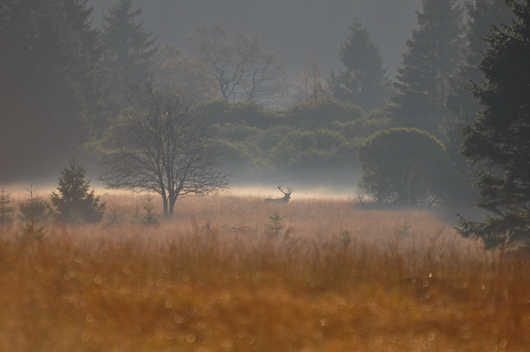 cerf 2_02.JPG