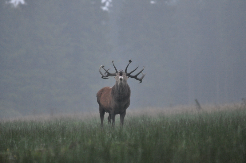 cerf 3_01.JPG