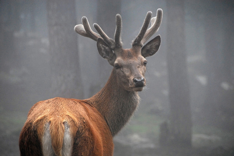 Cerf2009 2[800x536].jpg