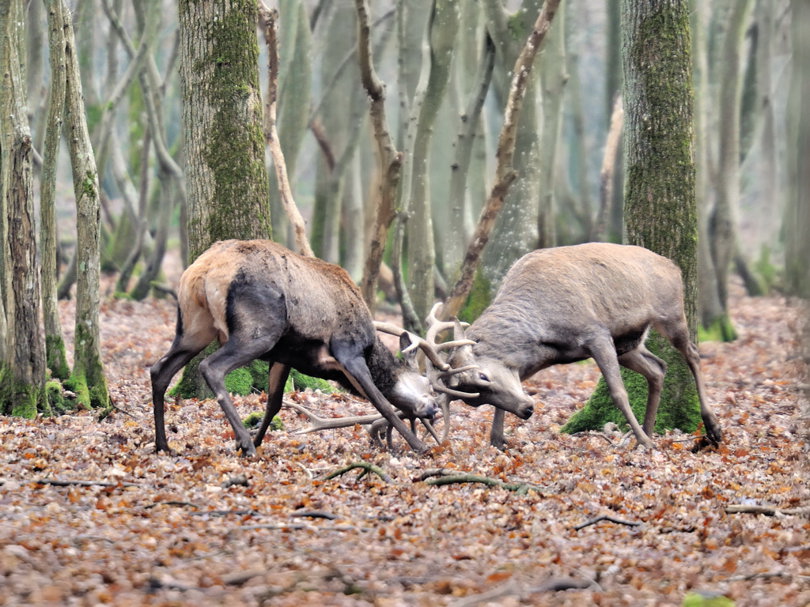 cerf se batant.jpg