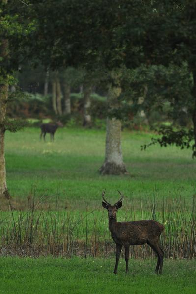 Cerf.jpg
