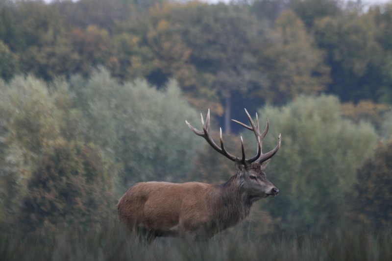 cerf_2.JPG