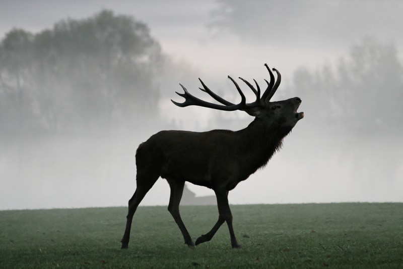 cerf_3.JPG